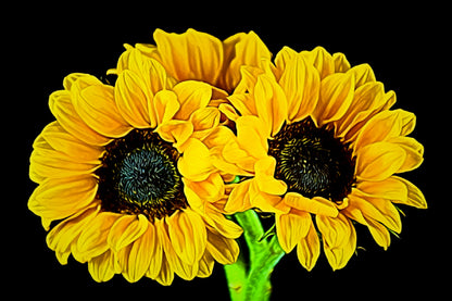 Sunflowers Digital Painting Art Print 100% Australian Made