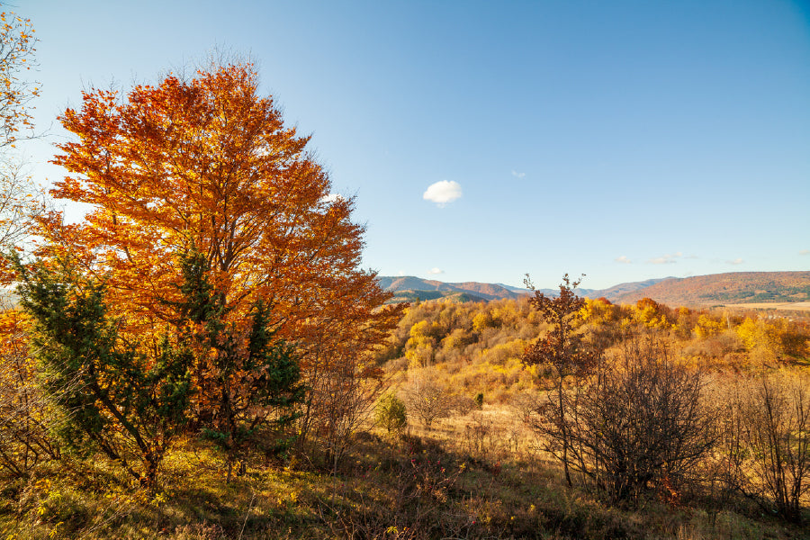 Orange Autumn Tree on Hill & Sky Scenery View Print 100% Australian Made