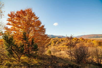 Orange Autumn Tree on Hill & Sky Scenery View Print 100% Australian Made