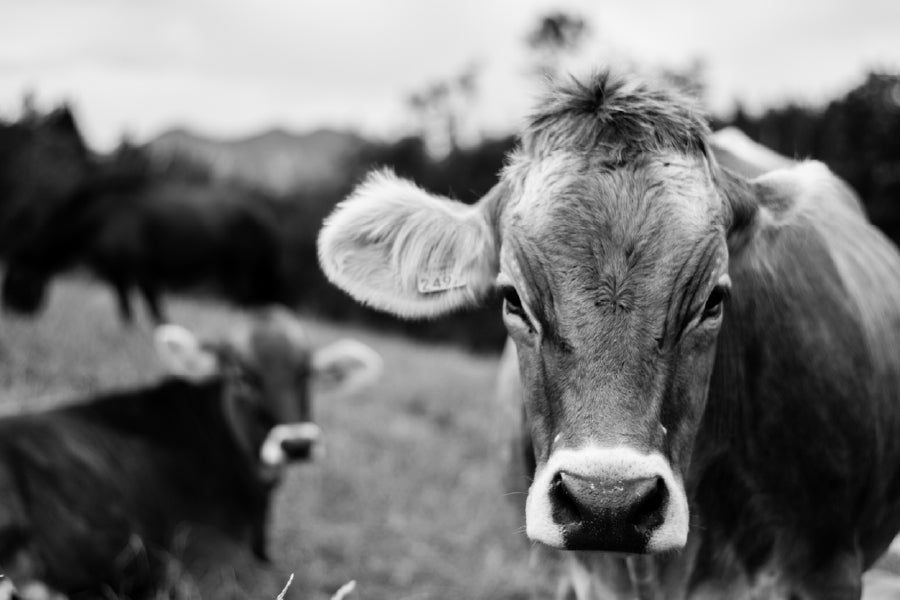 Cow Face Closeup B&W Photograph Print 100% Australian Made