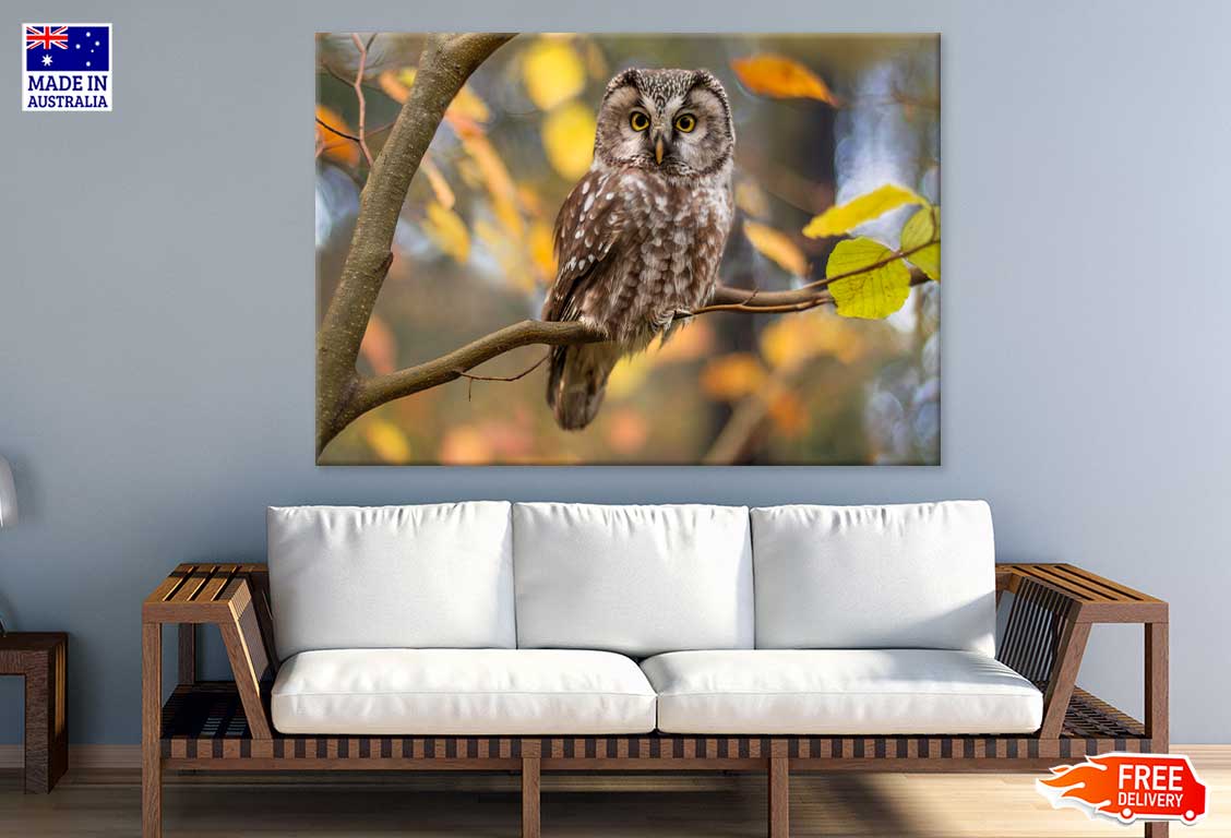 Owl on Branch View Photograph Print 100% Australian Made