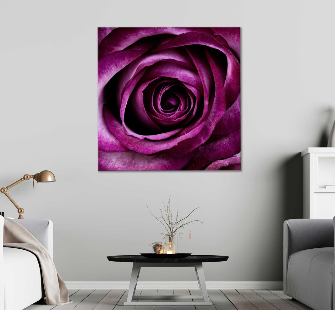 Square Canvas Dark Pink Rose Macro View High Quality Print 100% Australian Made