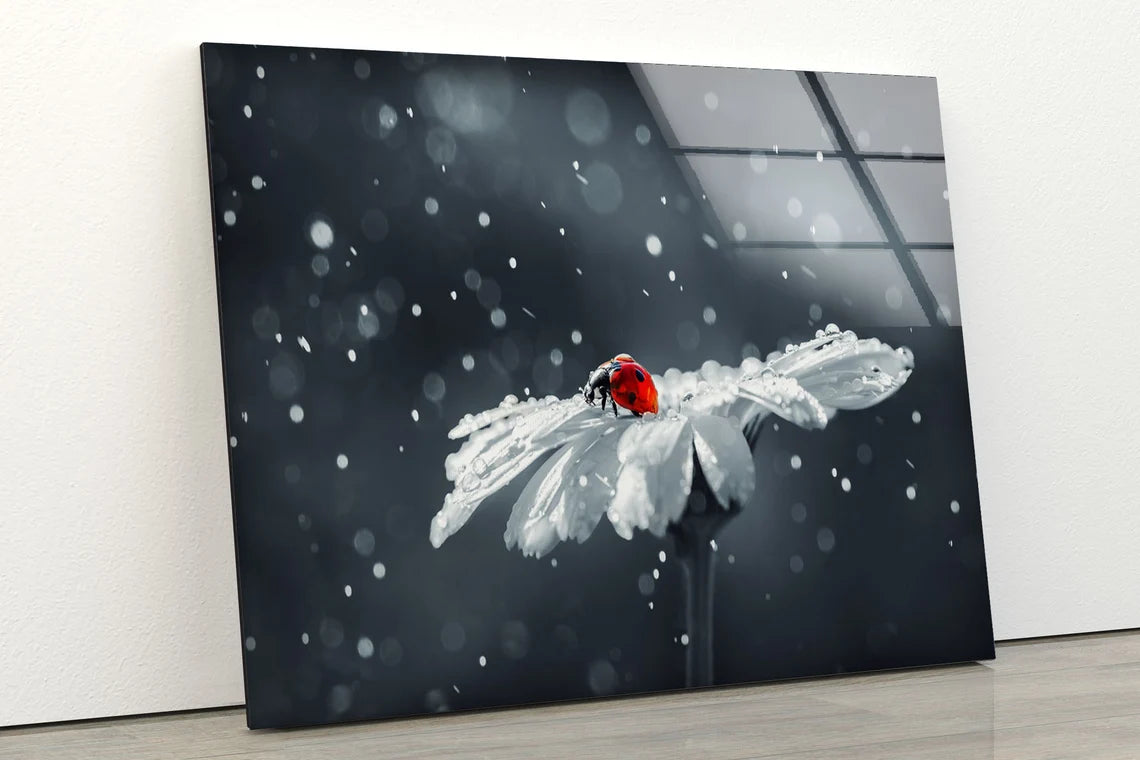 Lady Bird on White Flower Snow Photograph Acrylic Glass Print Tempered Glass Wall Art 100% Made in Australia Ready to Hang