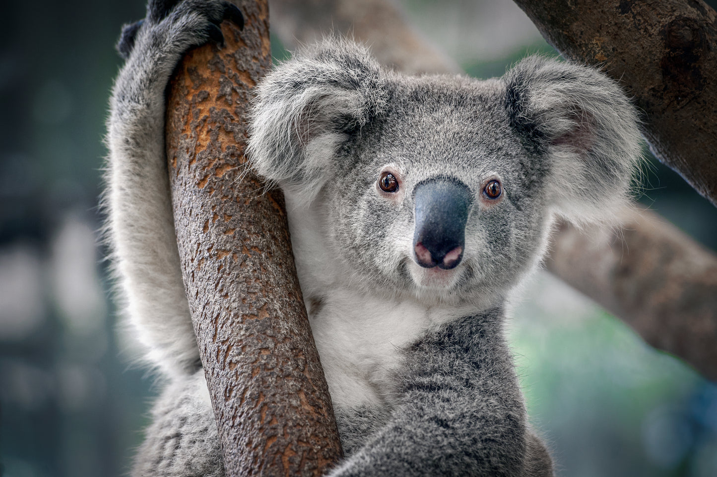 Koala Bear on a Tree Photograph Home Decor Premium Quality Poster Print Choose Your Sizes