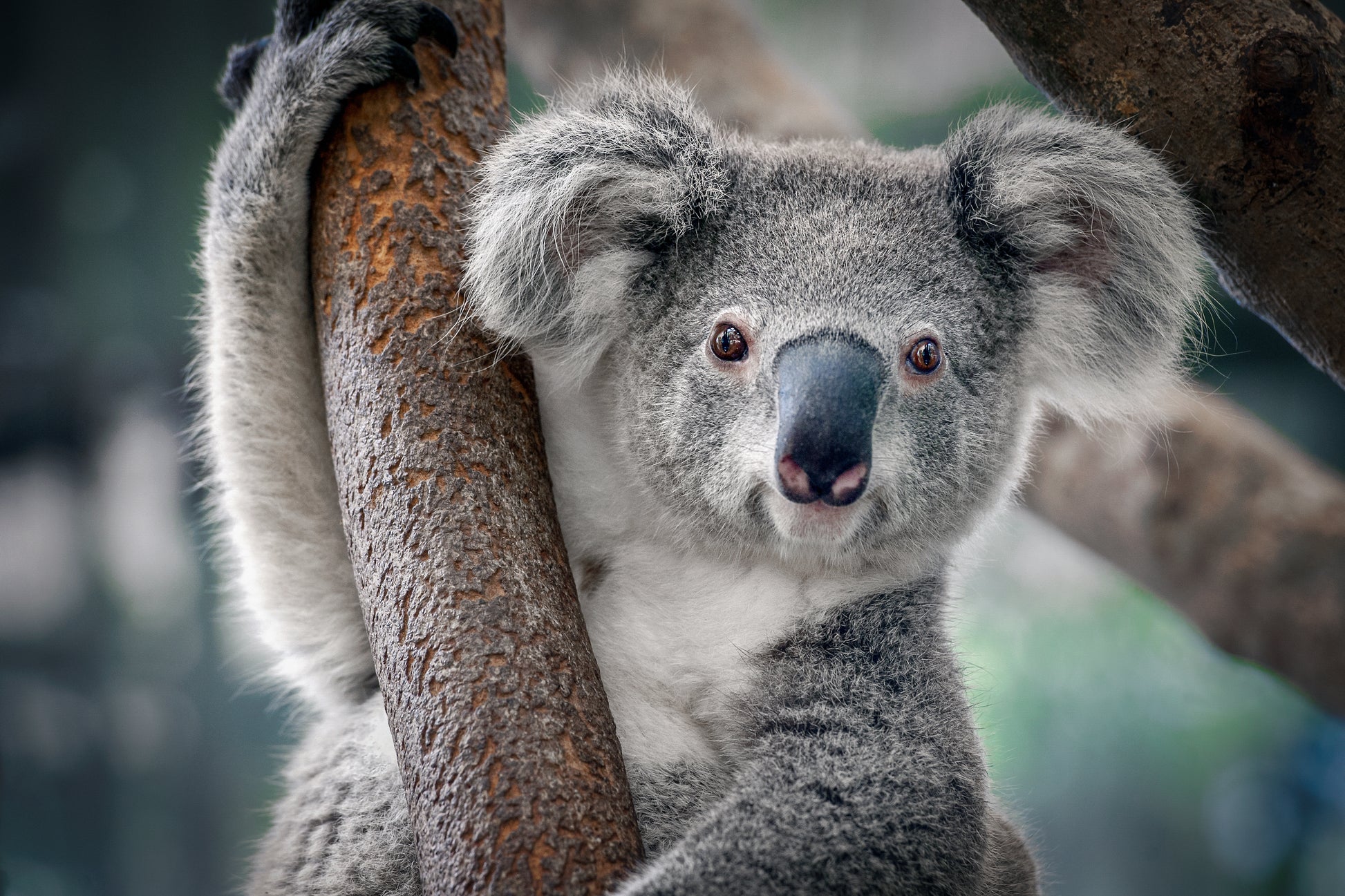 Koala Bear on a Tree Photograph Home Decor Premium Quality Poster Print Choose Your Sizes