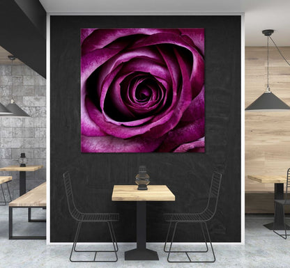 Square Canvas Dark Pink Rose Macro View High Quality Print 100% Australian Made