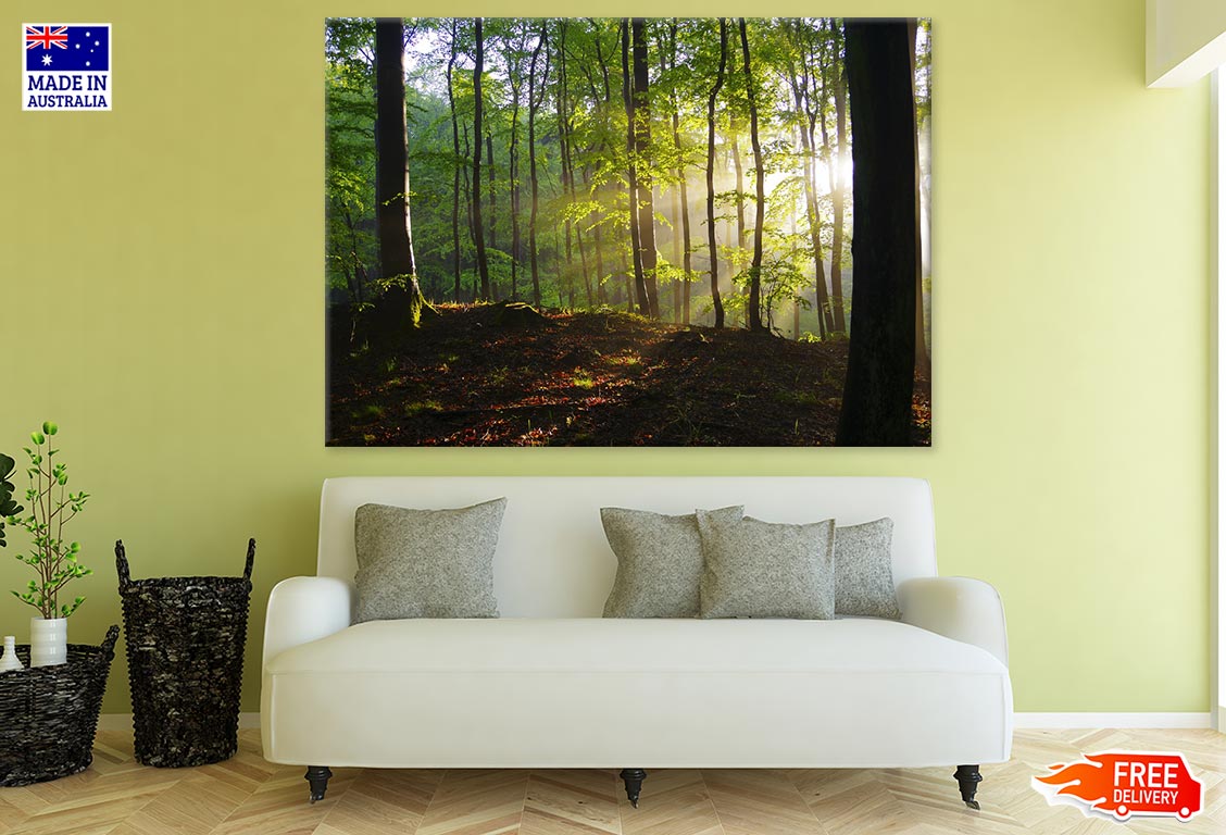 Sunrays in Forest Photograph Print 100% Australian Made