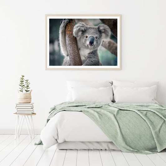 Koala Bear on a Tree Photograph Home Decor Premium Quality Poster Print Choose Your Sizes