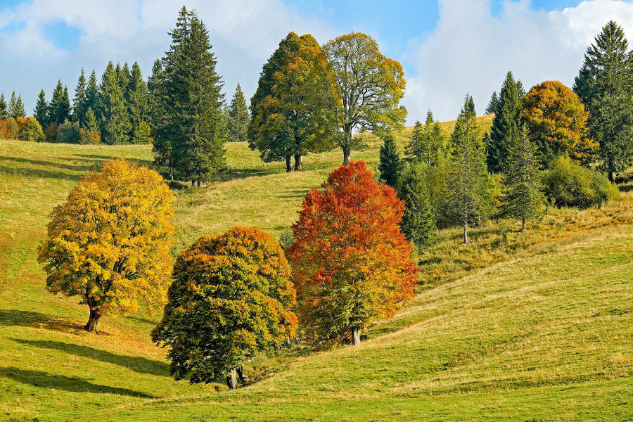 Trees on Green Mountain Hill View Photograph Print 100% Australian Made