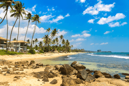 Beach Landscape Around Coconut Palm Tree Print 100% Australian Made