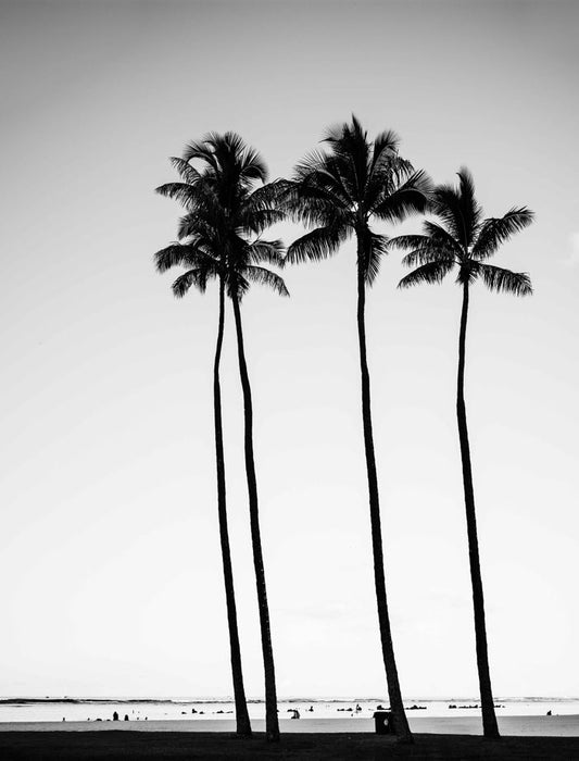 Palm Trees Near Sea B&W View Print 100% Australian Made