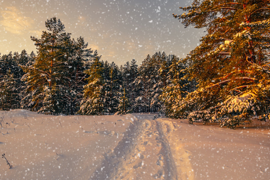 Winter Snow Covered Forest Road View Photograph Print 100% Australian Made