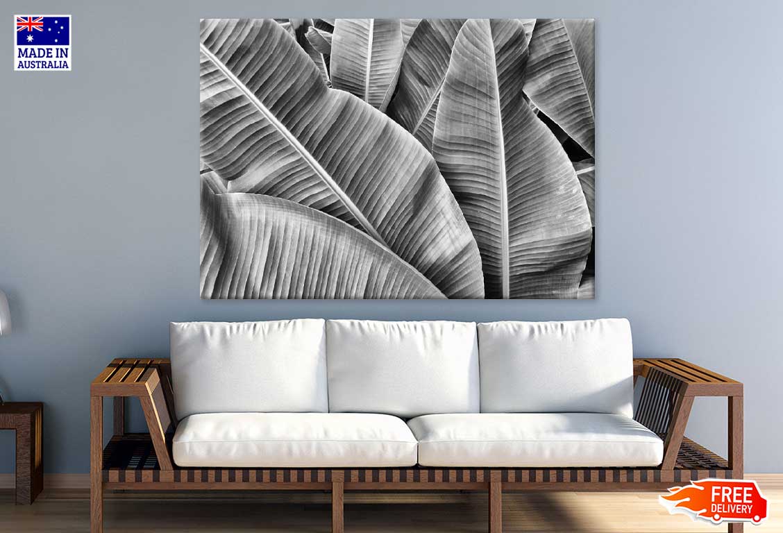 Banana Leaves B&W Photograph Print 100% Australian Made