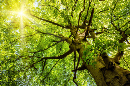 Beech Treetop Sunshine Scenery Photograph Print 100% Australian Made