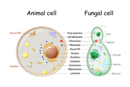 Animal Cell & Fungal Cell Anatomy Illustration Print 100% Australian Made