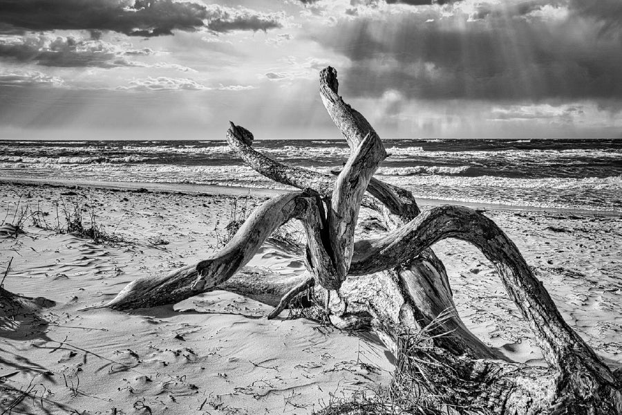 Tree Root on Baltic Sea B&W View Home Decor Premium Quality Poster Print Choose Your Sizes