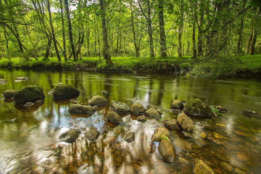 River Near Trees Forest Photograph Print 100% Australian Made