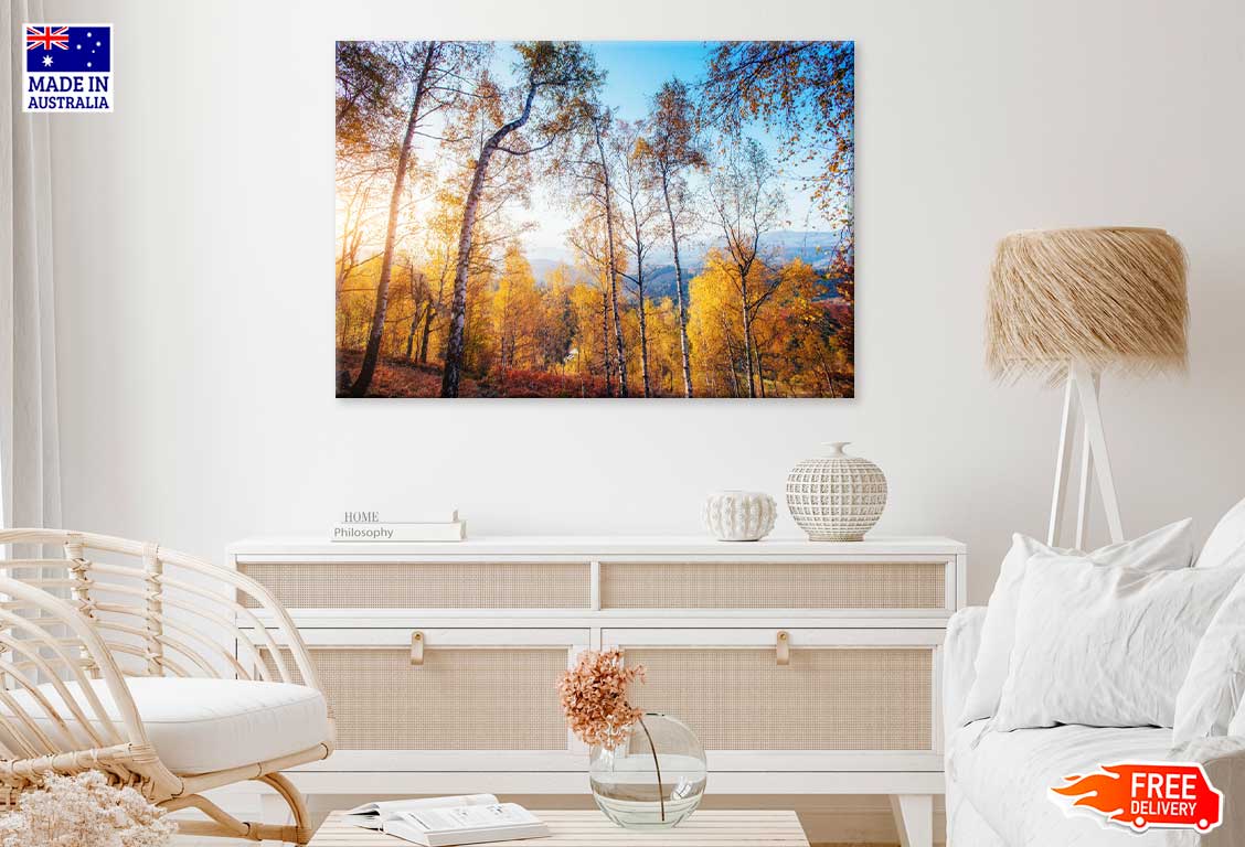 Large Autumn Trees in Forest Scenery View Photograph Print 100% Australian Made