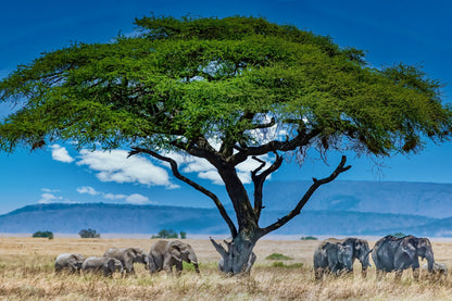 Elephants Under Big Tree View Photograph Print 100% Australian Made