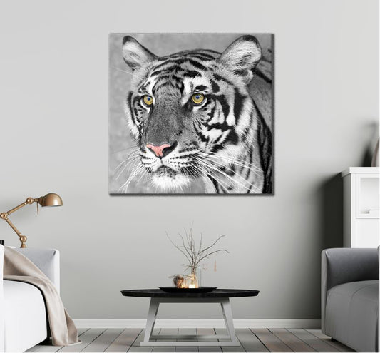Square Canvas Tiger Face Gold Eyes B&W Photograph High Quality Print 100% Australian Made