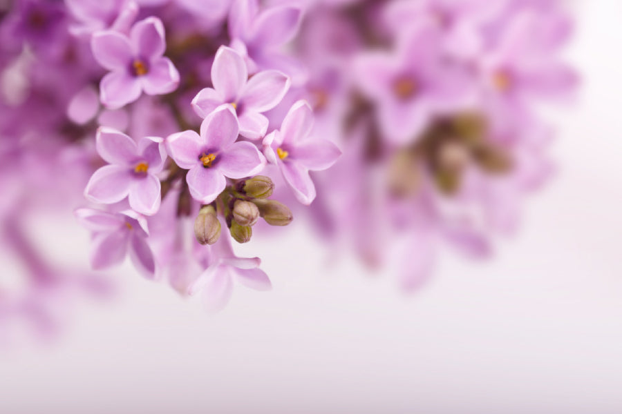 Spring Lilac Flowers Closeup View Photograph Home Decor Premium Quality Poster Print Choose Your Sizes