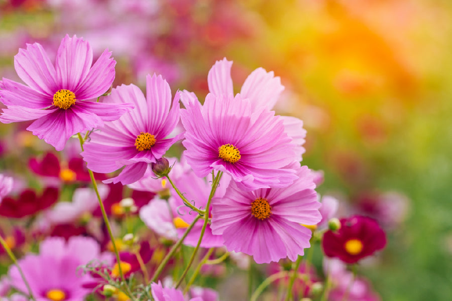 Pink Cosmos Flowers Closeup View Photograph Home Decor Premium Quality Poster Print Choose Your Sizes