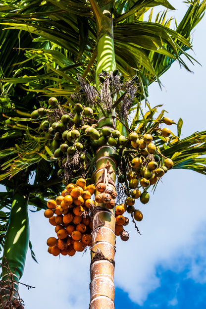 Betel Nut Palm Tree Photograph Print 100% Australian Made