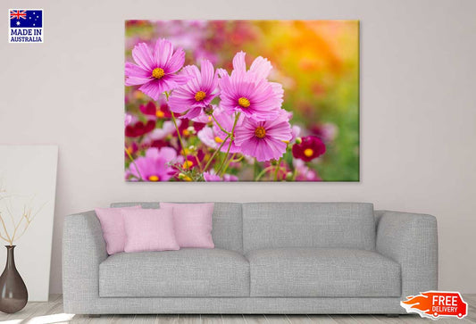 Pink Cosmos Flowers Closeup View Photograph Print 100% Australian Made