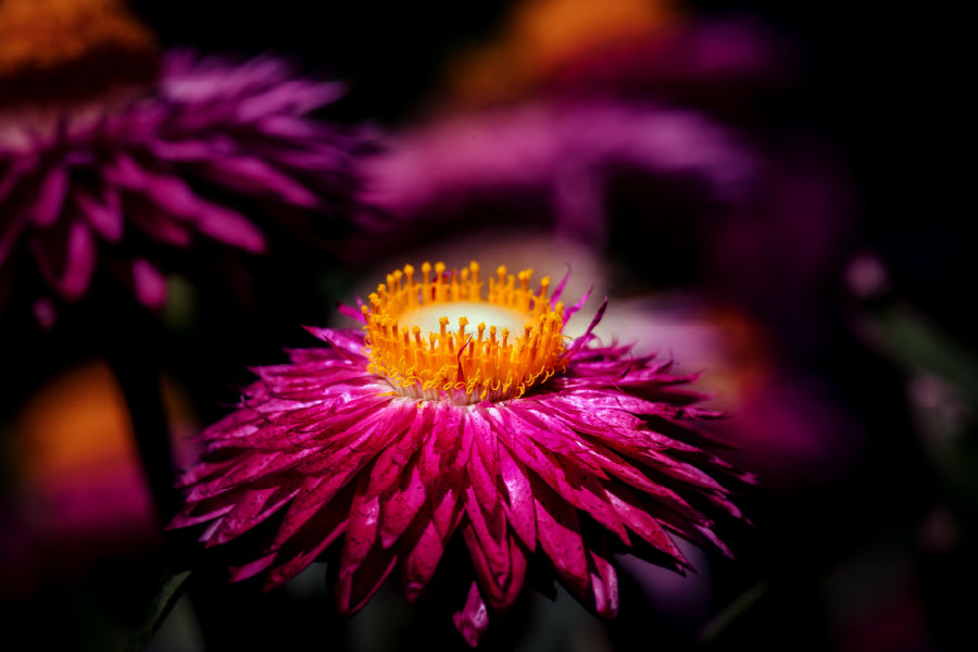 Daisy Red Flower on Dark View Photograph Print 100% Australian Made