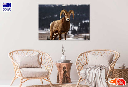 Bighorn Sheep View Photograph Print 100% Australian Made