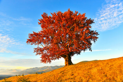 Red Autumn Tree on Mountain View Photograph Print 100% Australian Made