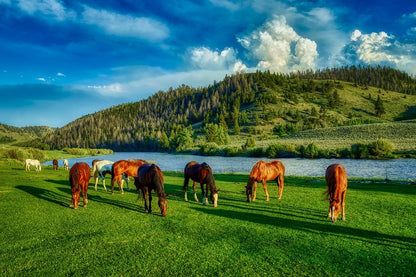 Horses Grazing Wyoming Photograph Print 100% Australian Made