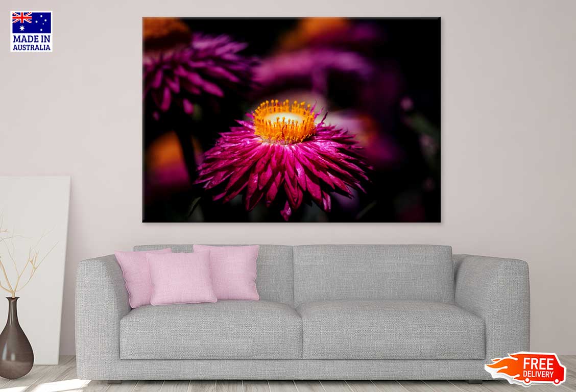 Daisy Red Flower on Dark View Photograph Print 100% Australian Made