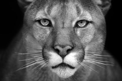 Cat Face Closeup B&W Photograph Print 100% Australian Made