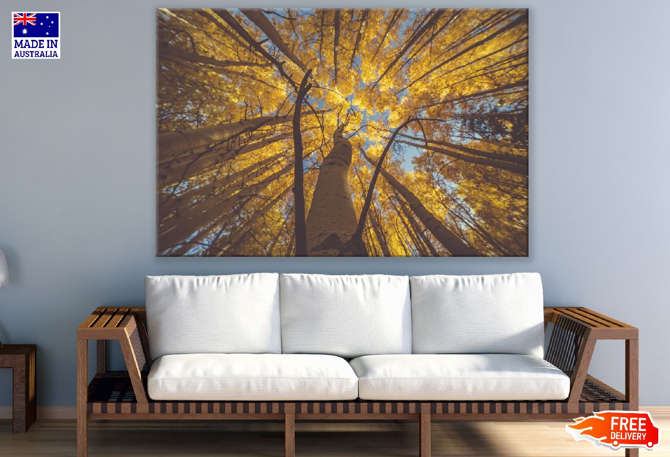 Autumn Large Tree Under View Photograph Print 100% Australian Made