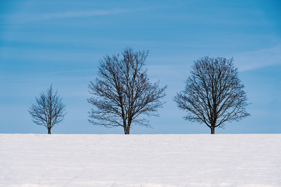 Trees & Snow Covered Ground Photograph Print 100% Australian Made