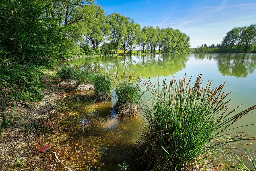 Green Grass & Trees Near Lake Photograph Print 100% Australian Made