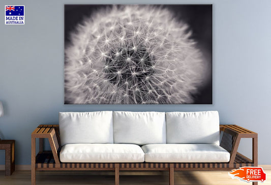 Dandelion Top View Closeup Photograph Print 100% Australian Made