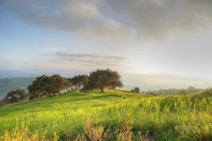 Trees on Green Grass Field Photograph Print 100% Australian Made