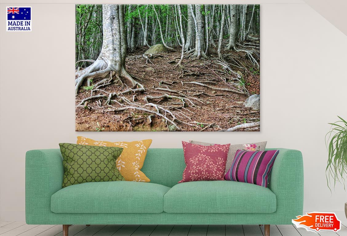 Tree Roots Closeup Photograph Print 100% Australian Made