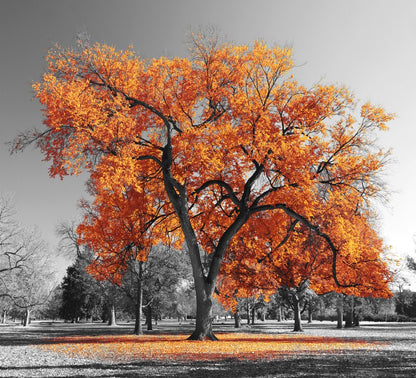 B&W Trees with Orange Leaves Photograph Print 100% Australian Made