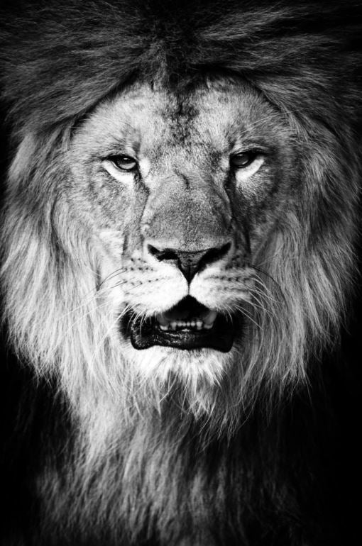 Lion Portrait B&W Photograph Home Decor Premium Quality Poster Print Choose Your Sizes