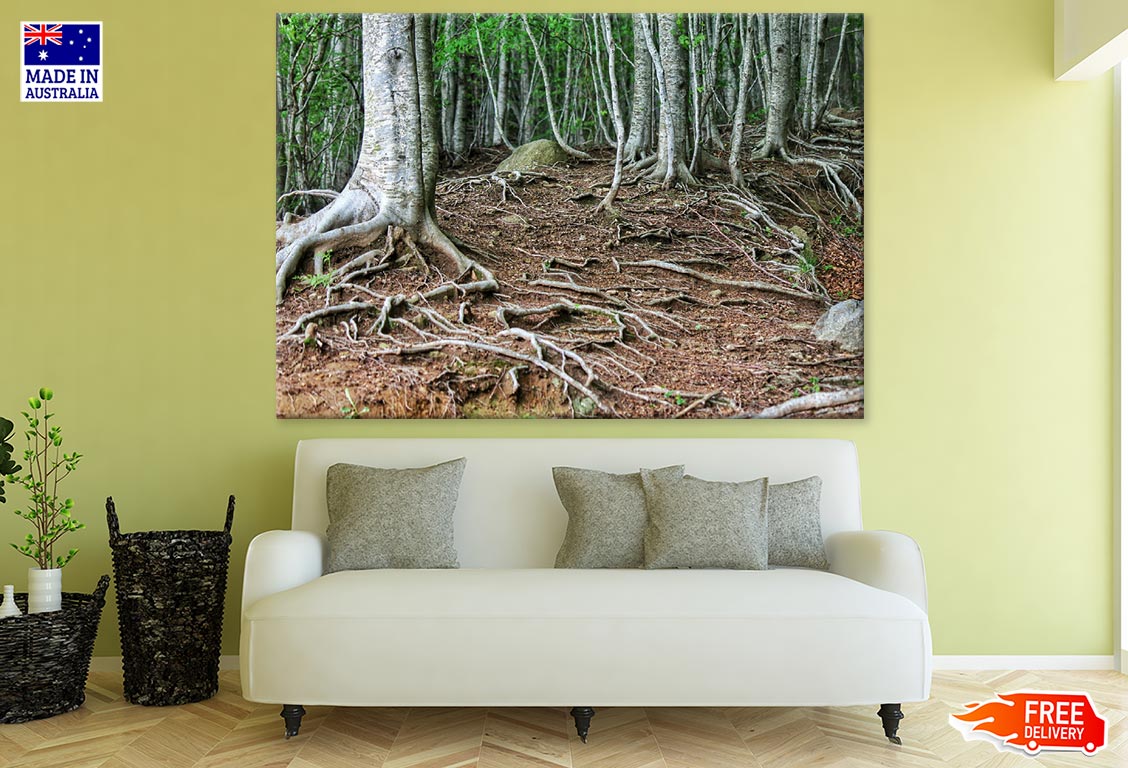 Tree Roots Closeup Photograph Print 100% Australian Made