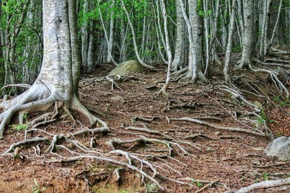 Tree Roots Closeup Photograph Print 100% Australian Made