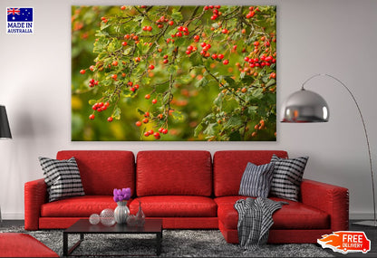 Red Berries Tree View Photograph Print 100% Australian Made