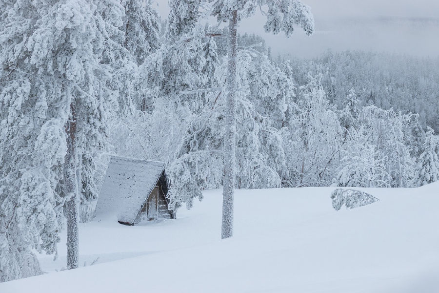 Snow Covered Forest & House Photograph Print 100% Australian Made