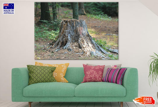 Tree Stump Closeup Photograph Print 100% Australian Made