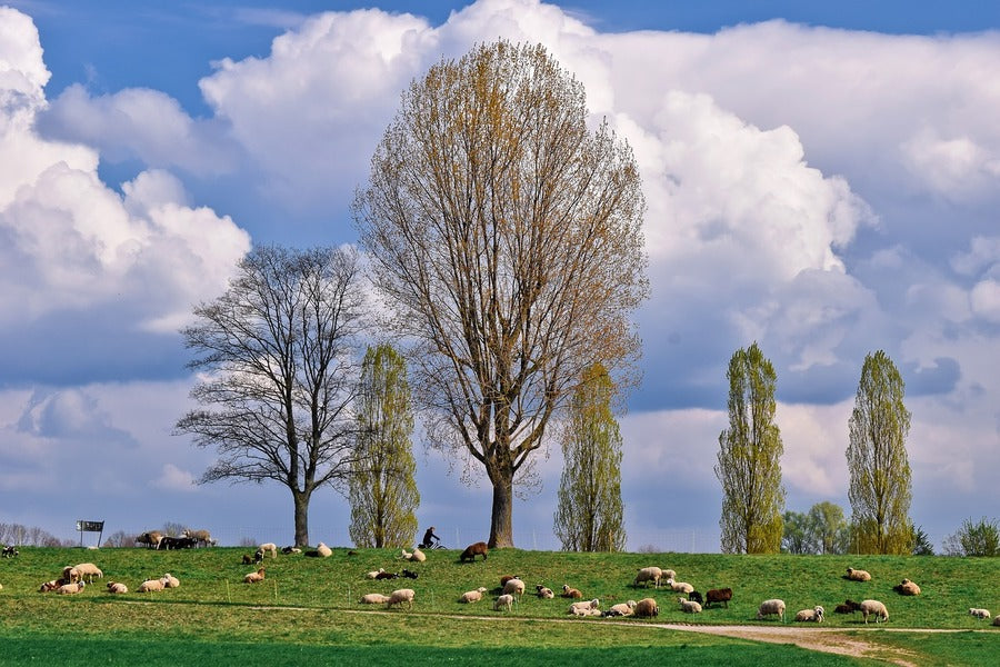 Sheep On The Grass Field With Big Trees Photograph Print 100% Australian Made