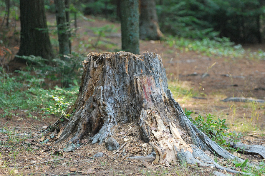 Tree Stump Closeup Photograph Print 100% Australian Made