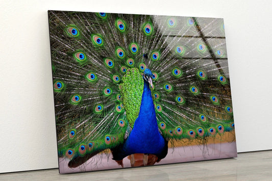 Peacock Closeup Photograph Acrylic Glass Print Tempered Glass Wall Art 100% Made in Australia Ready to Hang